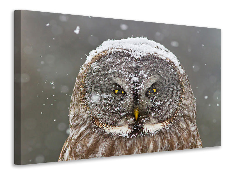 canvas-print-great-grey-owl-winter-portrait