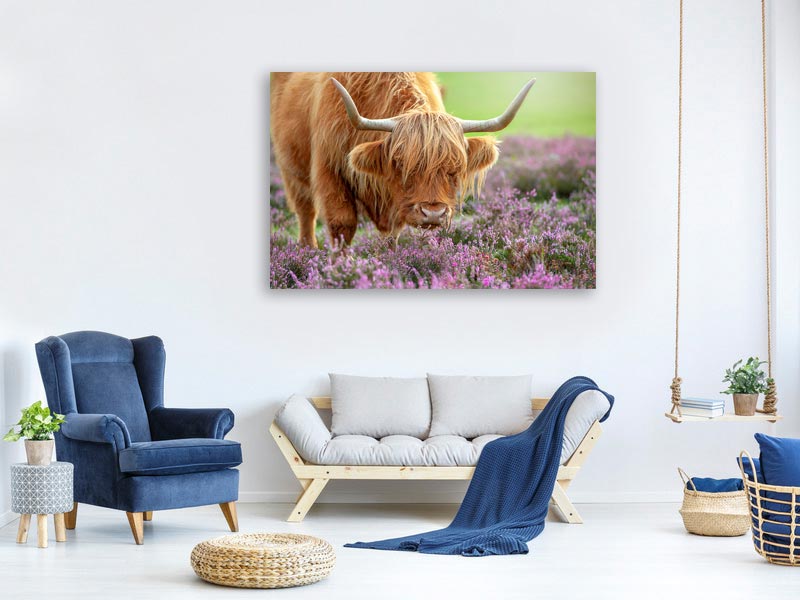 canvas-print-highland-in-heather-x
