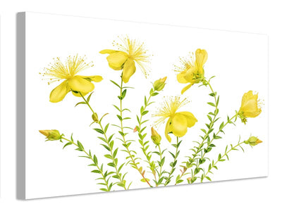 canvas-print-hypericum-x