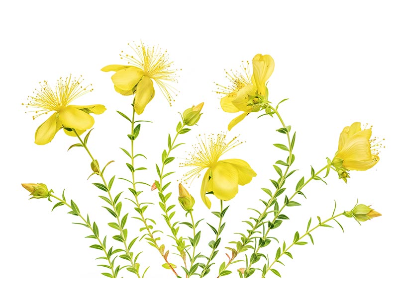 canvas-print-hypericum-x