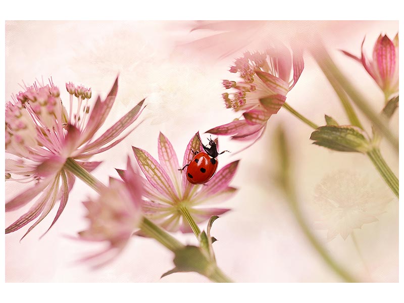 canvas-print-ladybird-and-pink-flowers-x