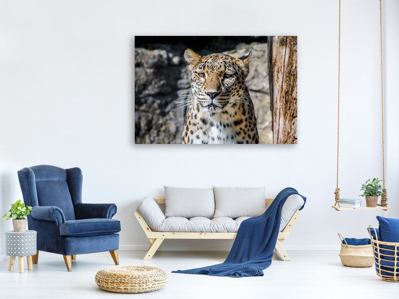 canvas-print-leopard-in-wait
