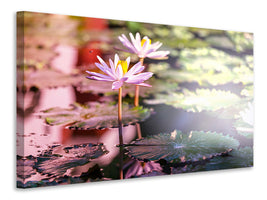 canvas-print-lilies-in-pond