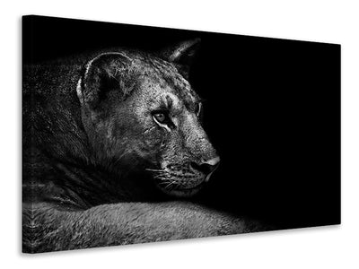 canvas-print-lion