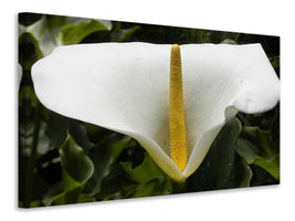 canvas-print-macro-calla-in-white