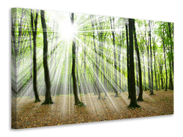 canvas-print-magic-light-in-the-trees