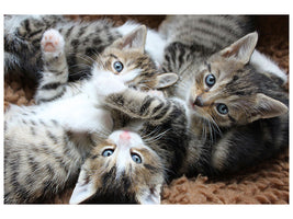 canvas-print-many-kittens