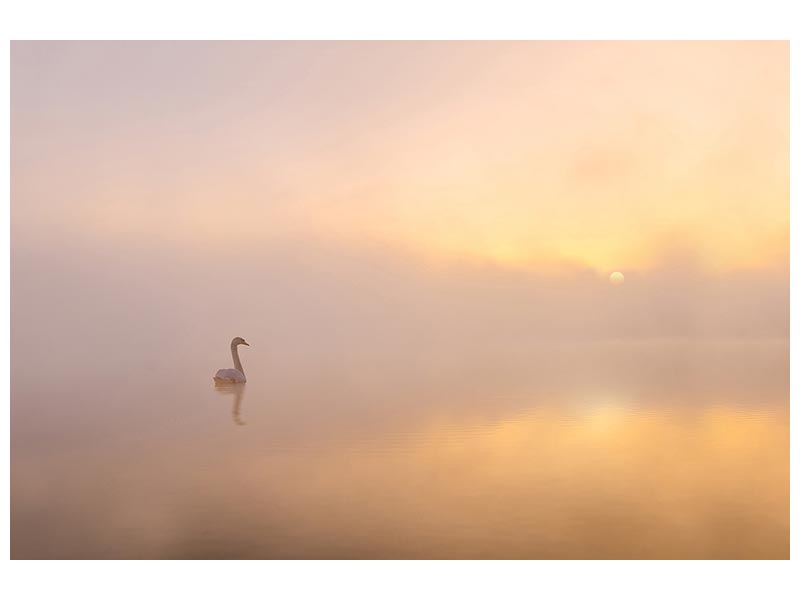 canvas-print-misty-morning-xmy