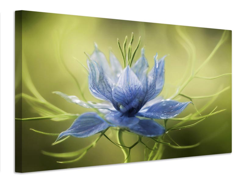 canvas-print-nigella-x