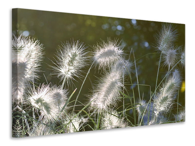 canvas-print-ornamental-grasses-in-xl