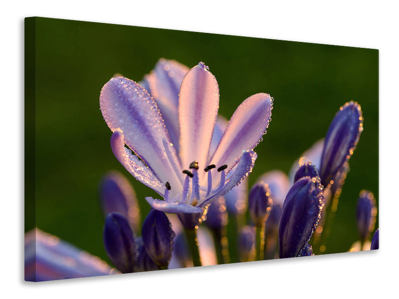 canvas-print-ornamental-lilies-with-morning-dew