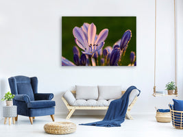 canvas-print-ornamental-lilies-with-morning-dew