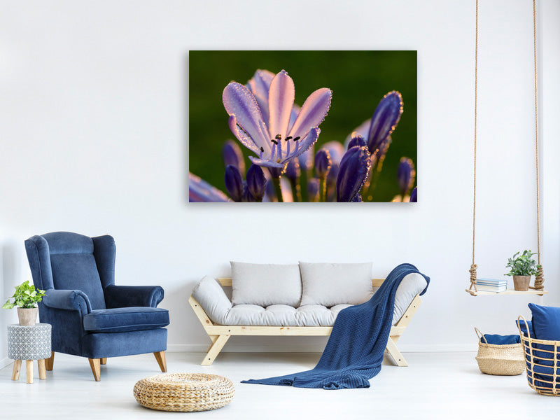 canvas-print-ornamental-lilies-with-morning-dew