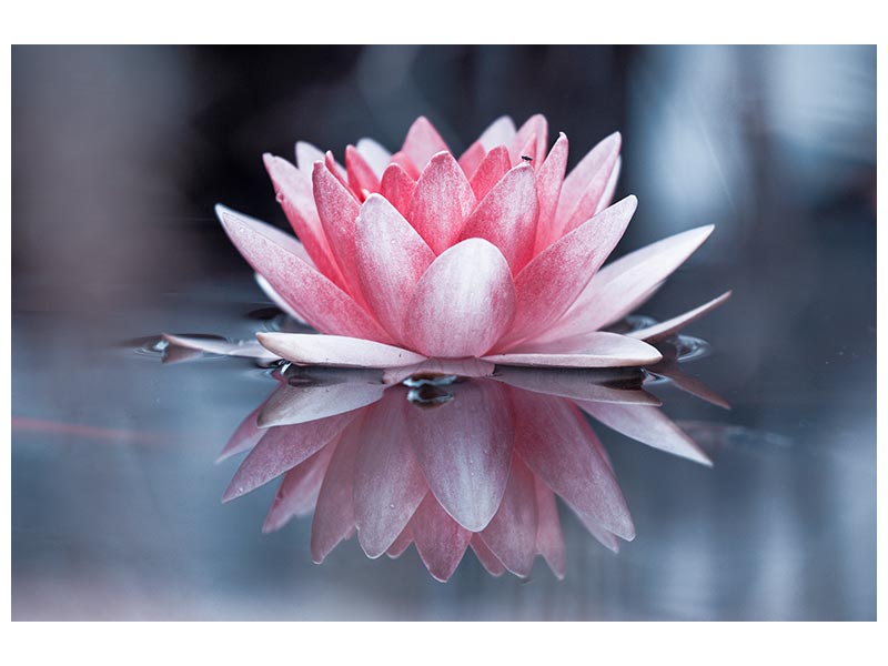 canvas-print-padmasana-x