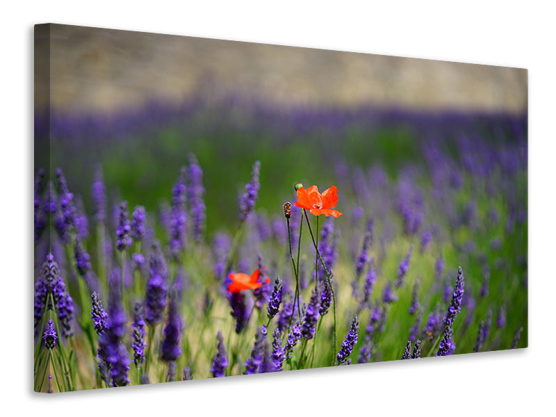 canvas-print-poppy-in-the-lavender