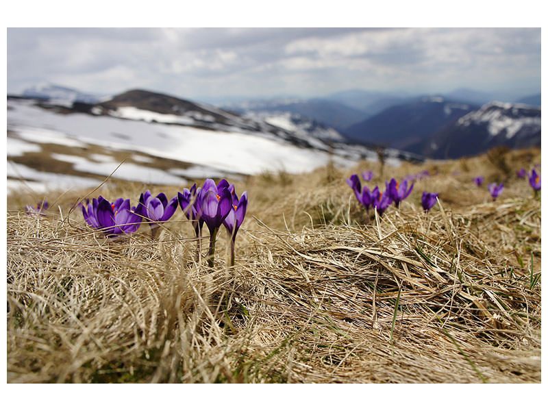 canvas-print-purple-crocus