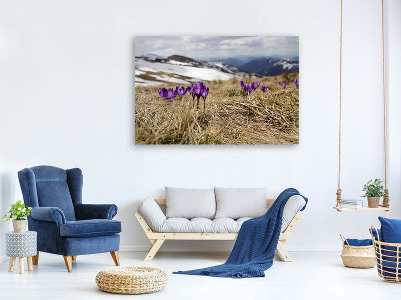 canvas-print-purple-crocus