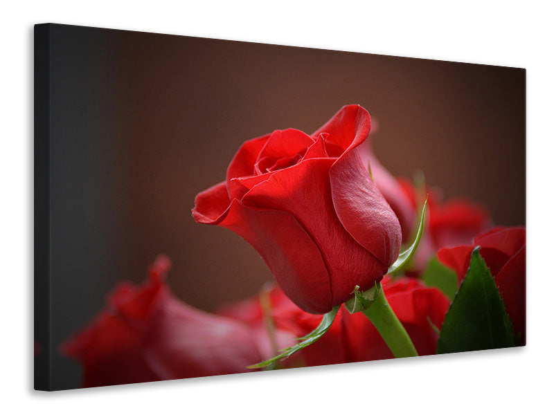 canvas-print-red-rose-in-xl