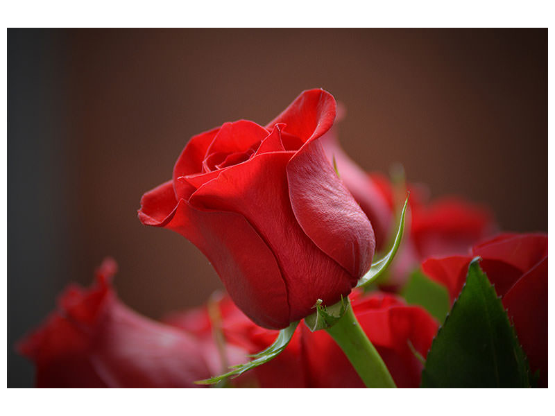 canvas-print-red-rose-in-xl