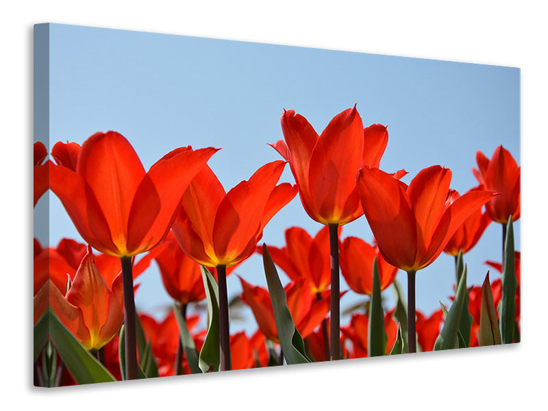canvas-print-red-tulips-xl