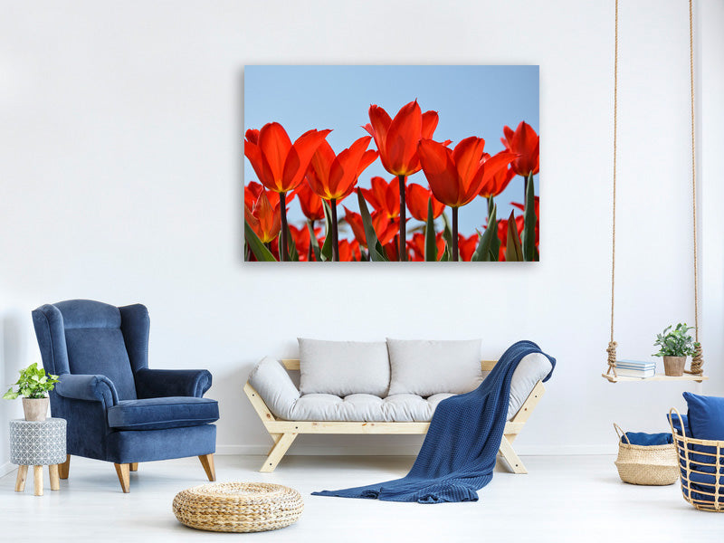 canvas-print-red-tulips-xl