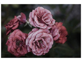 canvas-print-romantic-roses