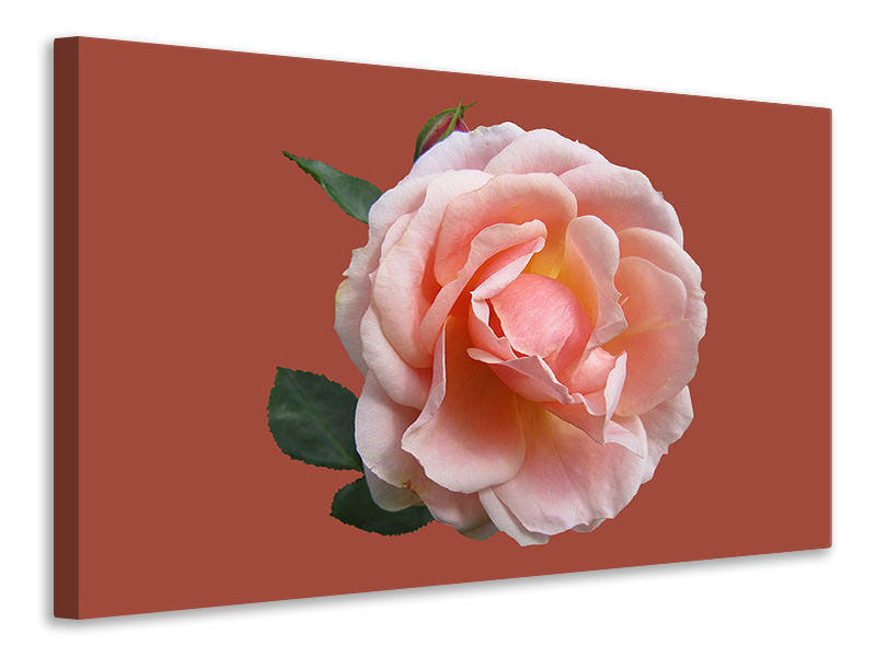 canvas-print-rose-in-pink-xxl-ii