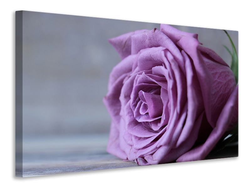 canvas-print-rose-in-purple-xxl
