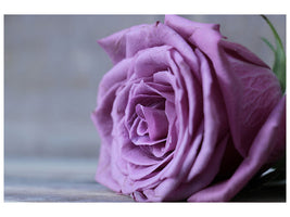 canvas-print-rose-in-purple-xxl