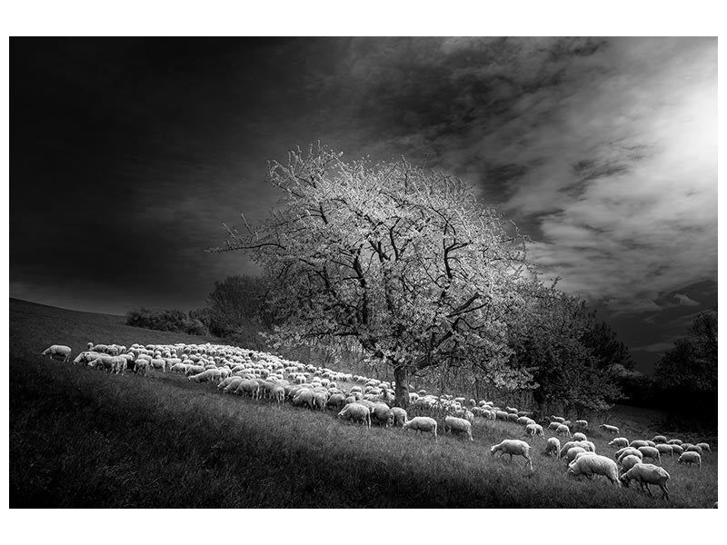 canvas-print-rural-scene-x
