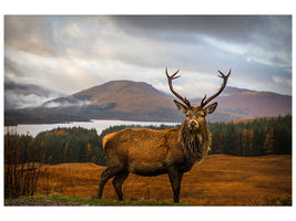 canvas-print-scottish-stag