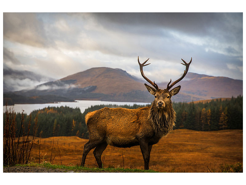 canvas-print-scottish-stag