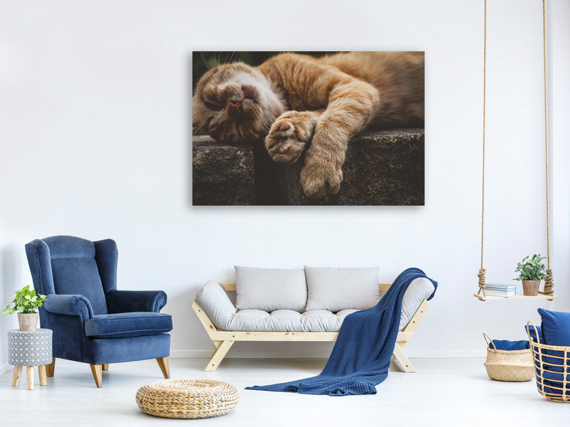 canvas-print-sleeping-cat