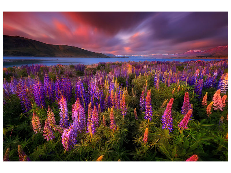 canvas-print-springtime-rush