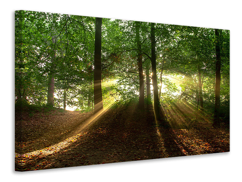 canvas-print-sun-in-the-forest