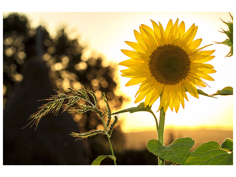 canvas-print-sunflower-in-the-sunrise