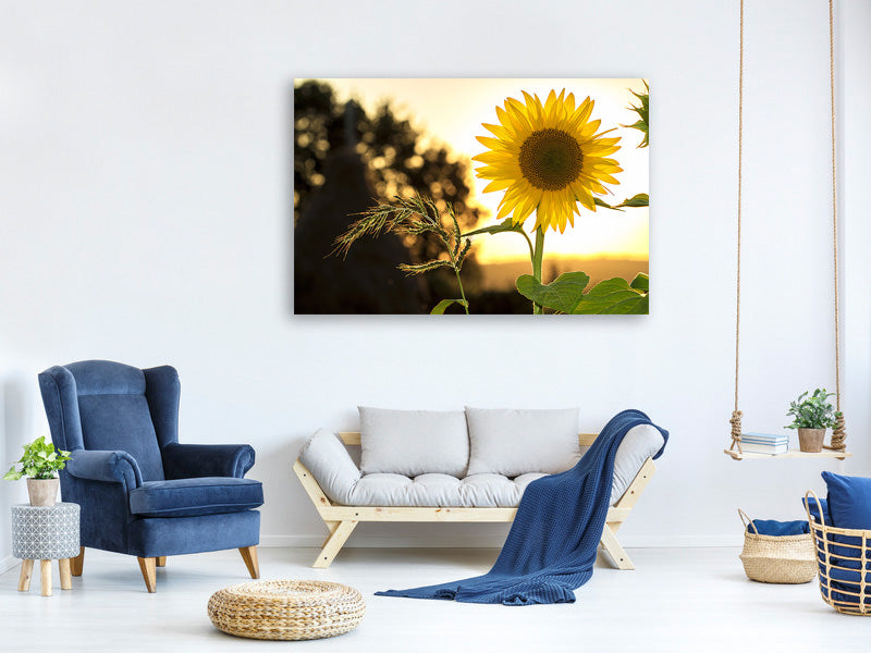 canvas-print-sunflower-in-the-sunrise