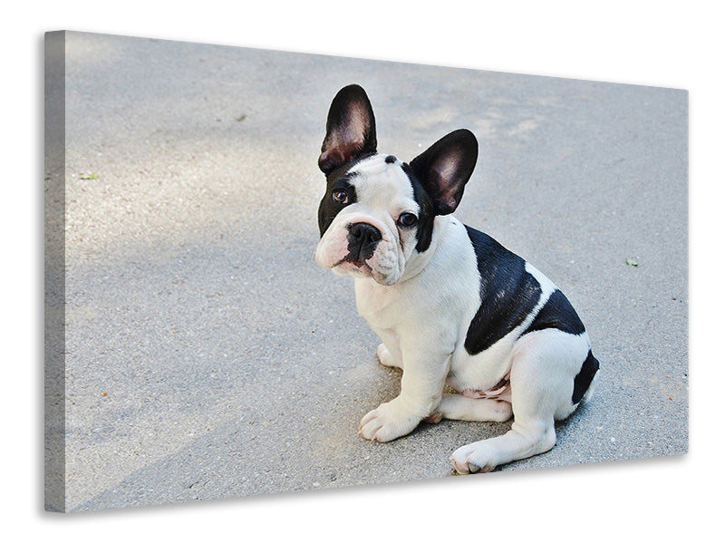 canvas-print-sweet-french-bulldog