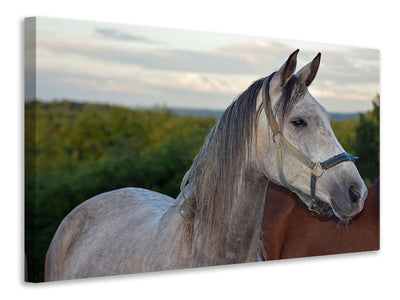 canvas-print-the-arabian-thoroughbred