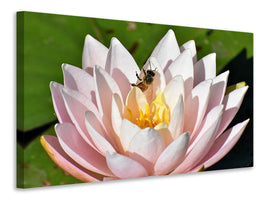 canvas-print-the-bee-on-the-water-lily