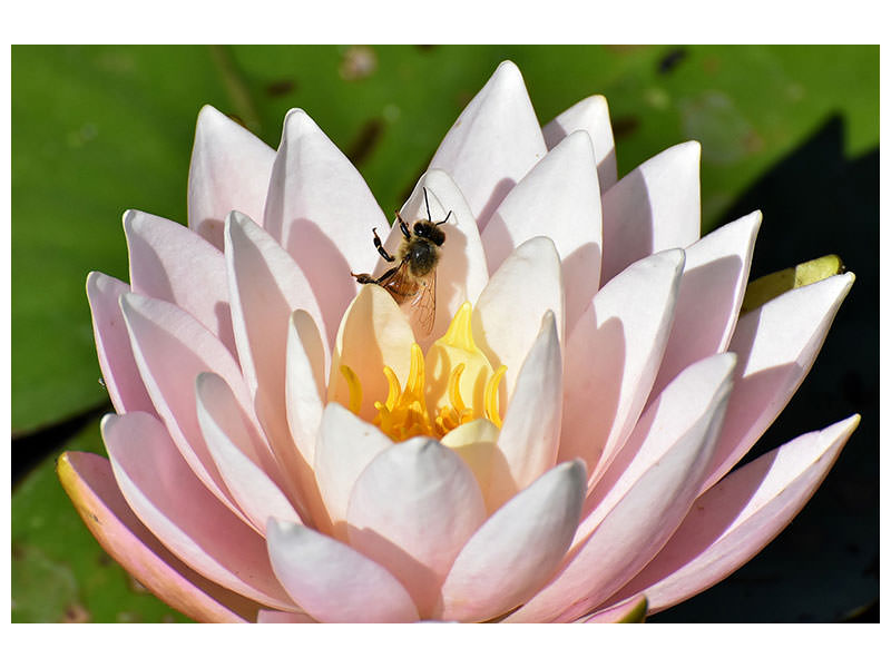 canvas-print-the-bee-on-the-water-lily