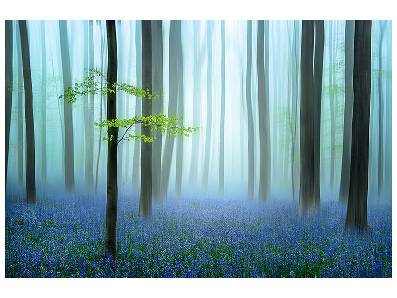 canvas-print-the-blue-forest