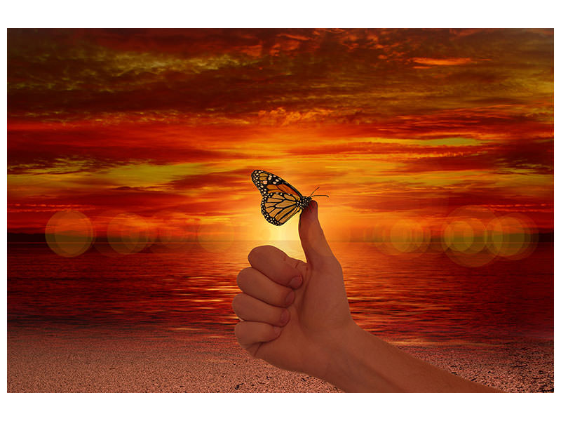 canvas-print-the-butterfly-in-the-evening-light