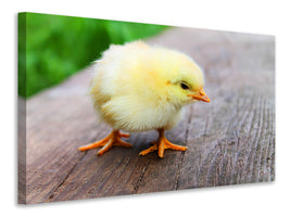 canvas-print-the-chick