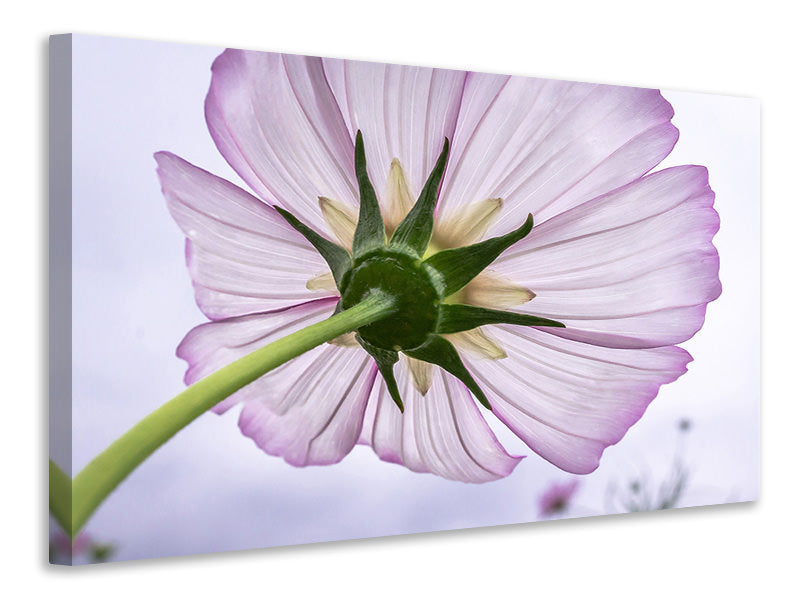 canvas-print-the-cosmos-flower