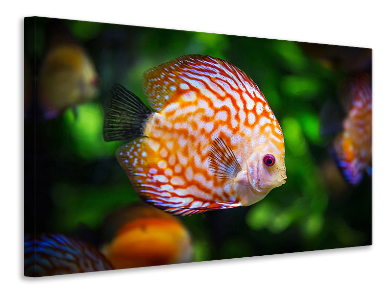 canvas-print-the-discus-fish