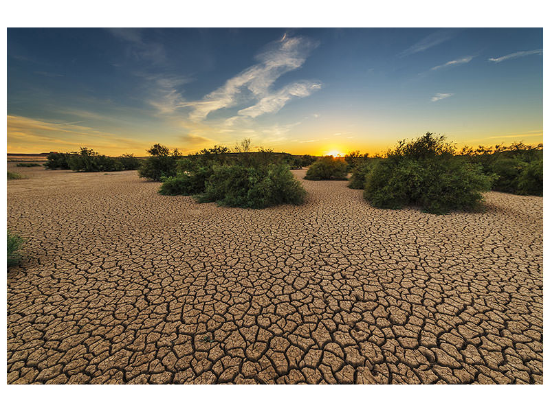canvas-print-the-drought