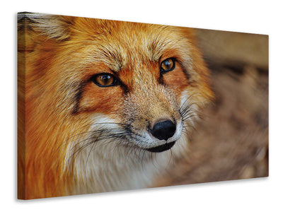 canvas-print-the-fox