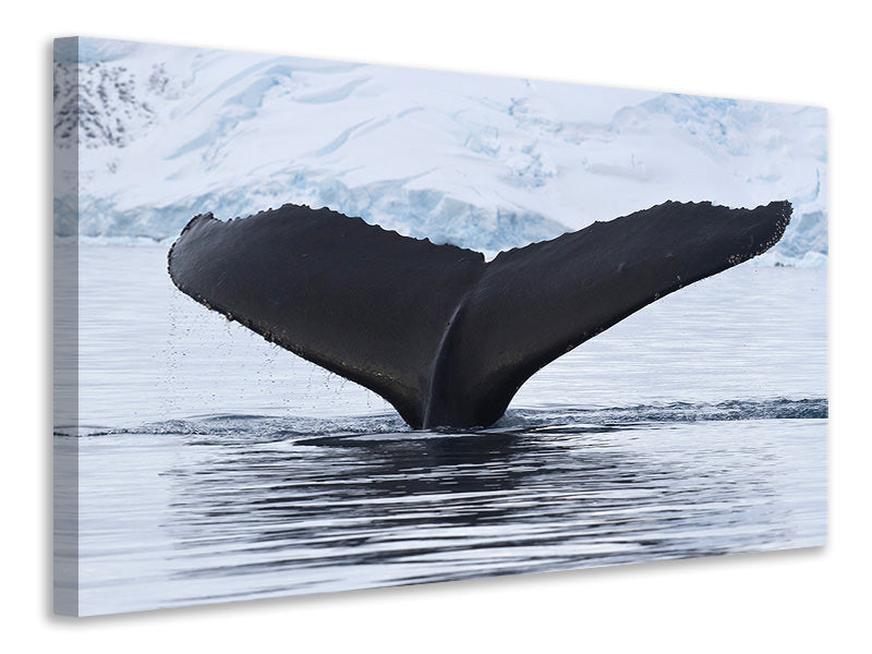canvas-print-the-humpback-whale