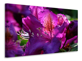canvas-print-the-rhododendron
